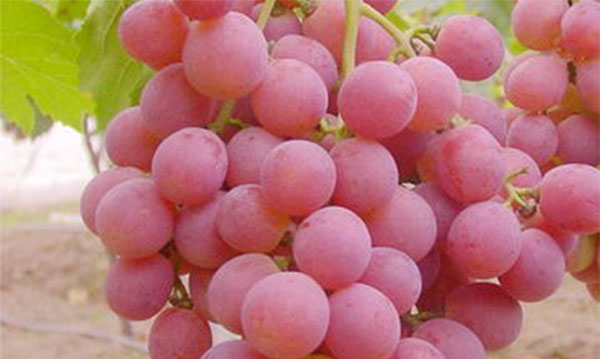 �����ϻ��� ��������ʲô�ô�